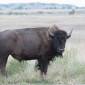 Bison at Badlands National Park