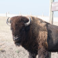 Bison at Badlands National Park