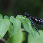 Damsel Fly